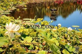 Blue Lotus Water Gardens, Yarra Valley stock photo - Mandalay Photography