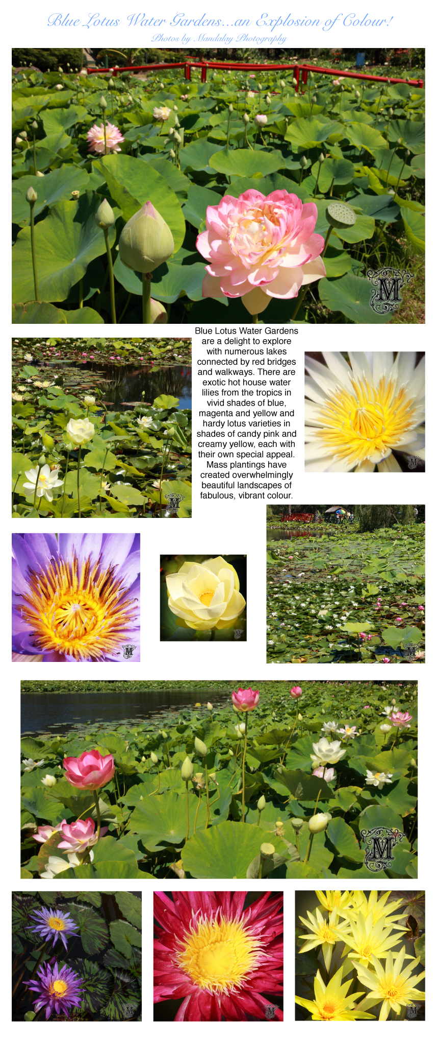 Blue Lotus Water Gardens fabulous photos by Mandalay Photography