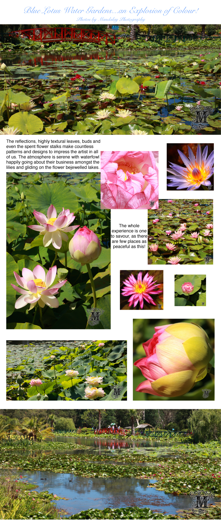 Blue Lotus Water Gardens fabulous photos by Mandalay Photography