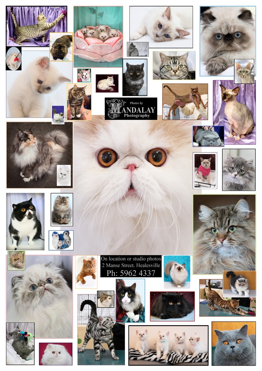 Pedigree Cat Portraits - Mandalay Photography