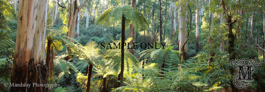 Dandenong Ranges National Park stock photo - Mandalay Photography