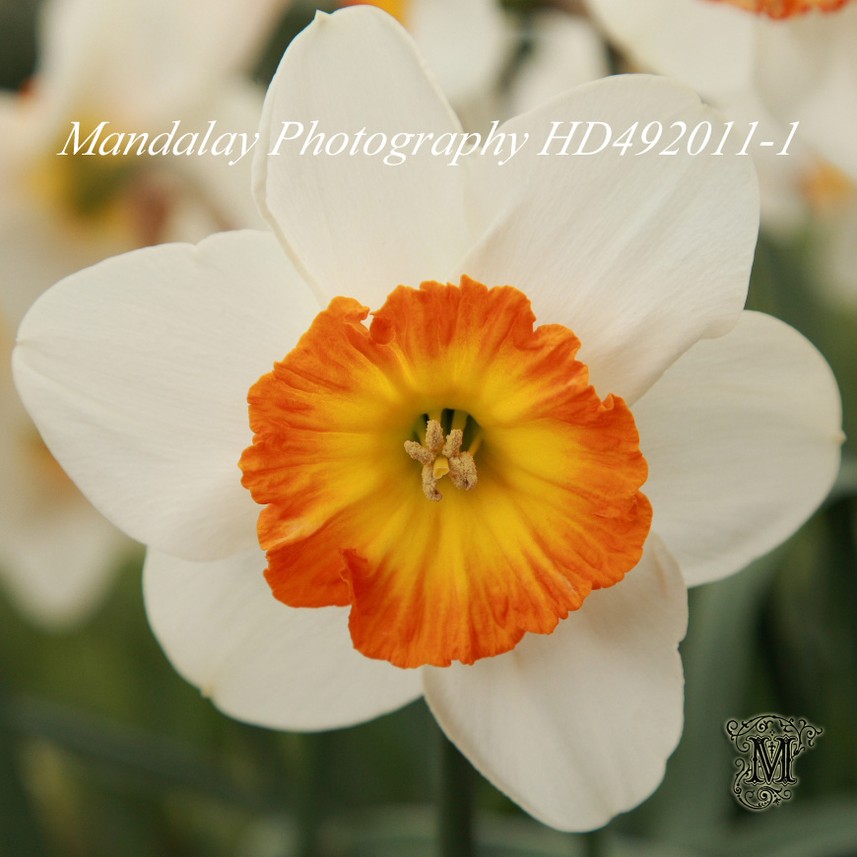 Hancock's Daffodils, Yarra Ranges