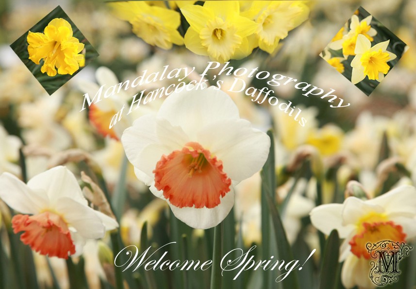 Hancock's Daffodils, Yarra Ranges