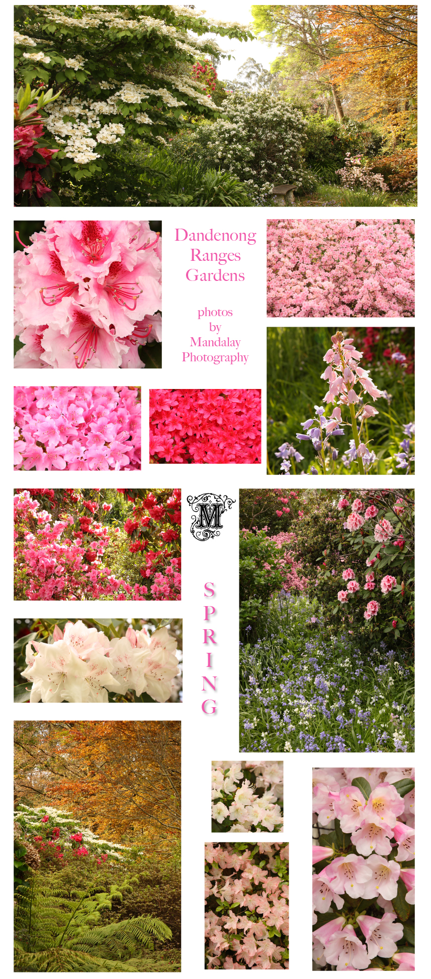 Dandenong Ranges Gardens in Spring photos by Mandalay Photography
