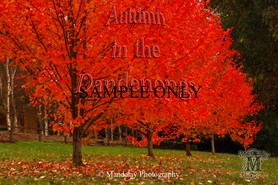 Dandenong Ranges in Autumn stock photo - Mandalay Photography
