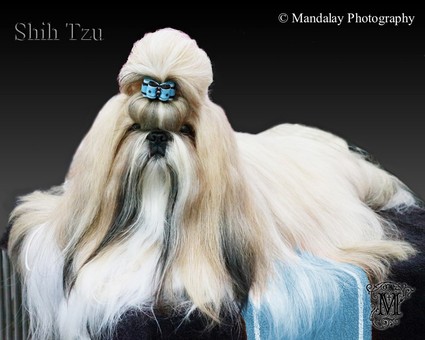 Pedigree Dog Portraits - Mandalay Photography